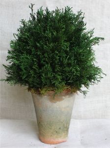 Preserved Arborvitae Garden Pot
